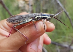 Macrolobalia ocellata