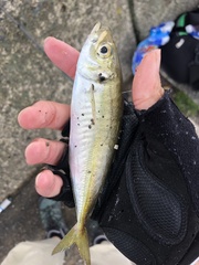 Trachurus japonicus