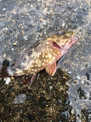 Sebastiscus marmoratus