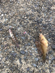 Pterogobius elapoides