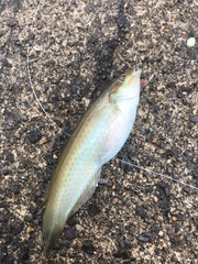 Halichoeres tenuispinis