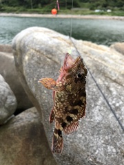 Sebastiscus marmoratus