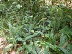 Blechnum punctulatum punctulatum