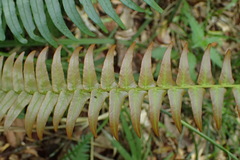 Blechnum punctulatum punctulatum