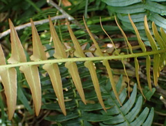Blechnum punctulatum punctulatum