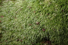 Leucobryum rehmannii