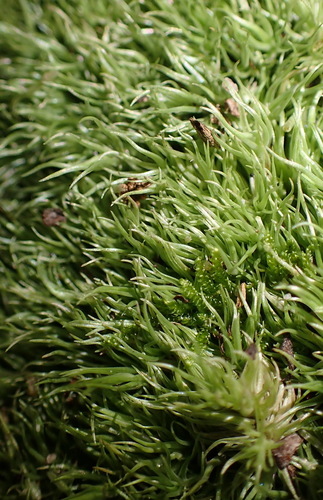 Leucobryum rehmannii observed 2021-02-05