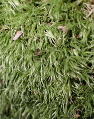 Leucobryum rehmannii