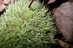 Leucobryum rehmannii