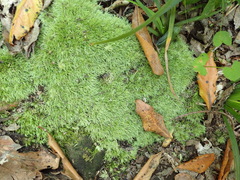 Leucobryum rehmannii