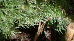 Leucobryum rehmannii