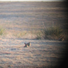 Tympanuchus pallidicinctus