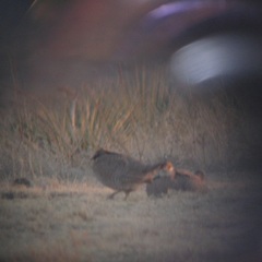 Tympanuchus pallidicinctus