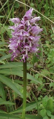 Orchis simia simia