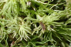 Leucobryum rehmannii
