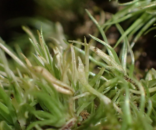 Leucobryum rehmannii observed 2021-02-05