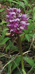Orchis simia simia