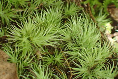 Leucobryum rehmannii