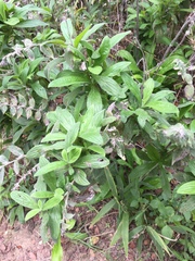 Lithospermum helleri