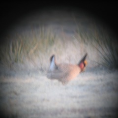 Tympanuchus pallidicinctus