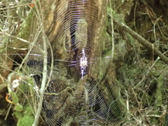 Caerostris sexcuspidata