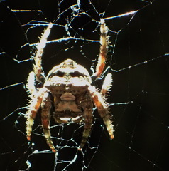 Caerostris sexcuspidata