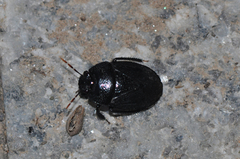 Macroscytus