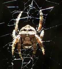 Caerostris sexcuspidata