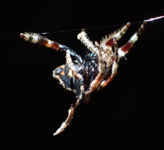 Caerostris sexcuspidata