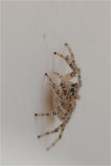 Plexippoides flavescens