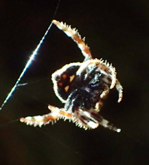 Caerostris sexcuspidata