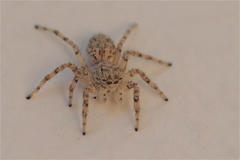 Plexippoides flavescens