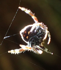 Caerostris sexcuspidata