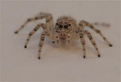 Plexippoides flavescens