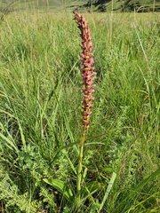 Satyrium neglectum