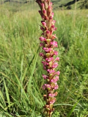 Satyrium neglectum