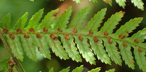 Gymnosphaera capensis, photograph 6
