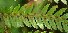 Gymnosphaera capensis, photograph Nicola van Berkel, CC BY-SA, iNaturalist via GBIF