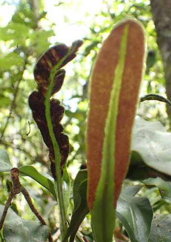 Image of Elaphoglossum angustatum by (c) Nicola van Berkel, some rights reserved (CC BY-SA)