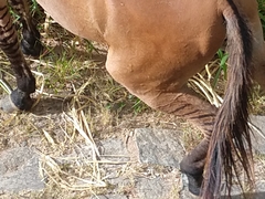 Equus asinus × caballus