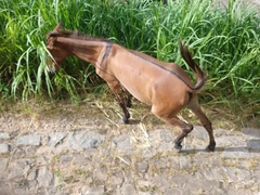 Equus asinus × caballus