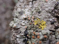 Bacidia rubella