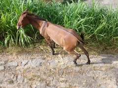 Equus asinus × caballus