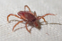 Ixodes pilosus