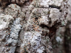 Bacidia rubella