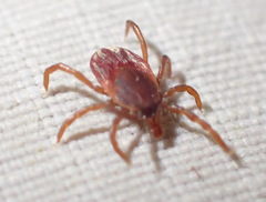 Ixodes pilosus