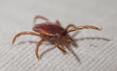 Ixodes pilosus