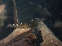 Caridina serrata