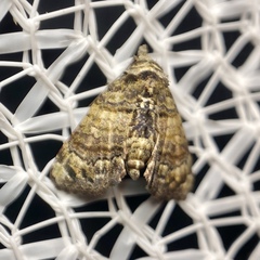Chlumetia transversa