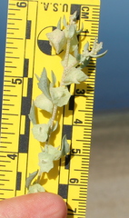 Atriplex lindleyi